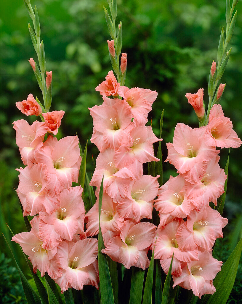 Gladiolus Rose Supreme 10-pakning